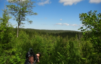 Schwedische Wälder